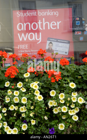 Blütenpracht vor Bank in Usk, Monmouthshire UK Stadt konkurriert jährlich in Wales und England in Bloom Wettbewerbe Stockfoto