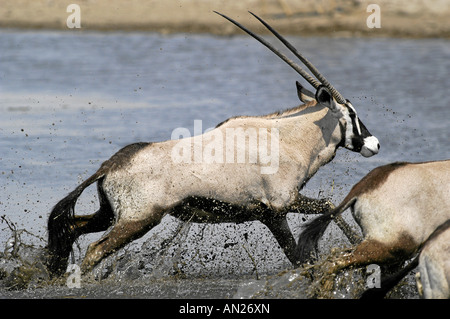 Oryxantilope Oryx Gemsbock Oryx Gazella Oryx Spiessbock Afrika Afrika Stockfoto