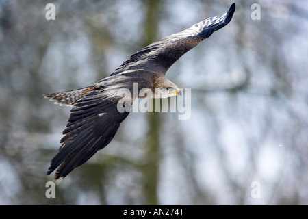 Schwarzmilan Milvus Migrans Black Kite Europe Stockfoto