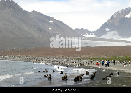 Hink Pinguine Rasse zu Tausenden an der St. Andrews Bay, Süd-Georgien, die größte Kolonie in der Welt Stockfoto