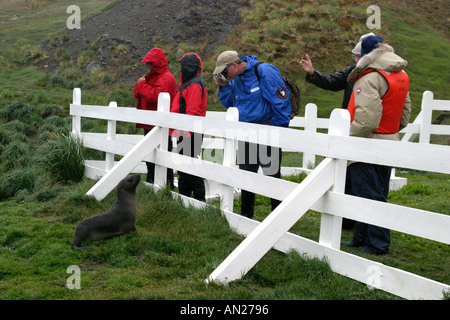 junge Robben behauptet sich gegen Touristen hinter weißen Zaun Runde Shackletons Grab in Südgeorgien, Antarktis Stockfoto