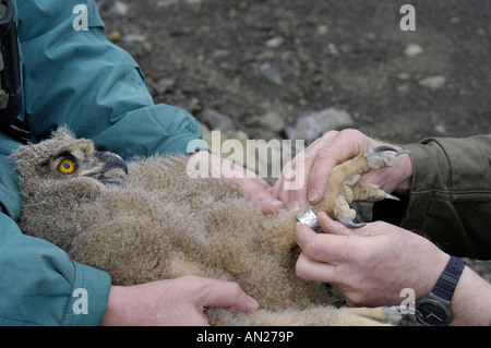 Uhu Bubo Bubo Uhu Europa Mitte Europa Europa Mitteleuropa Stockfoto