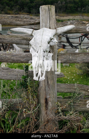 Harberton Estancia Tierra del Fuego Argentinien Südamerika Steer Schädel Stockfoto