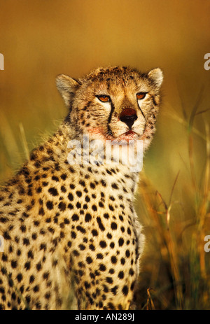 Gepard Cheetah Acinonyx Jubatus Masai Mara Kenia Kenia Afrika Afrika Stockfoto