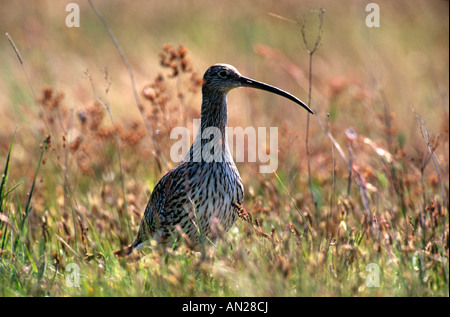 Brachvogel Fraenkischer Weiher eurasischen Brachvogel Numenius Arquata Deutschland Stockfoto