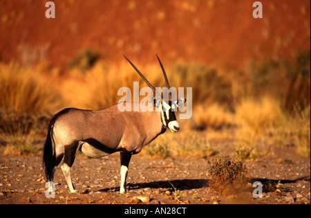 Oryx magische Spiessbock Namibia Afrika Gemsbock Stockfoto