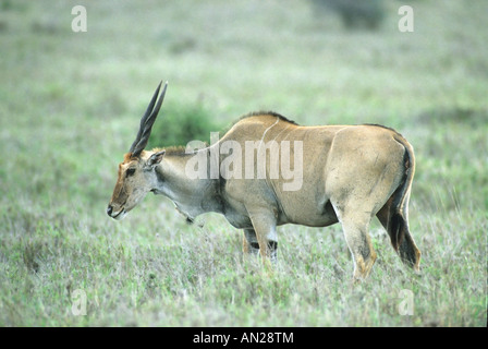 Eland Tragelaphus Gryx Nairobi NP Kenia Afrika Stockfoto