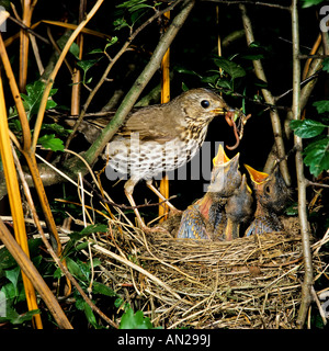 Singdrossel bin Nest Turdus Philomelos europäischen Singdrossel Stockfoto