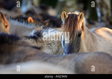 Wildpferd Dülmen Wildhorse Dülmen Deutschland Stockfoto