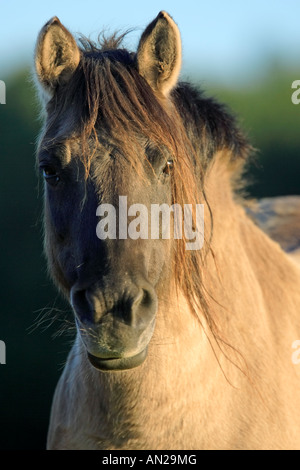 Wildpferd Dülmen Wildhorse Dülmen Deutschland Stockfoto