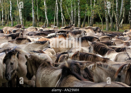 Wildpferd Dülmen Wildhorse Dülmen Deutschland Stockfoto