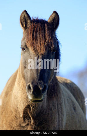 Wildpferd Dülmen Wildhorse Dülmen Deutschland Stockfoto