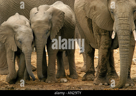 Afrikanische Elefanten afrikanische Elefanten Loxodonta Africana Etosha NP Namibia Stockfoto