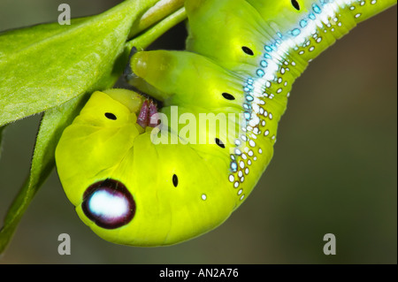 Oleander Hawkmoth Daphnis Nerii Larven Nahaufnahme des Kopfes Stockfoto