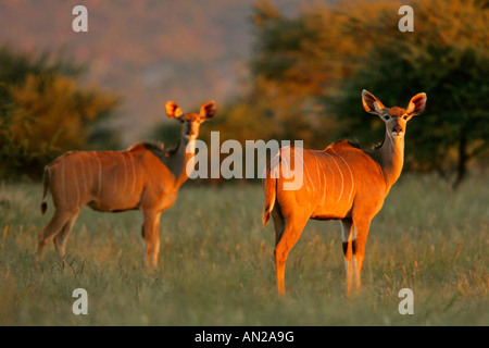 zwei große Kudu Weibchen Tragelaphus Strepsiceros stehend in der Savanne im letzten Abendlicht Mount Etjo Namibia Afrika Stockfoto