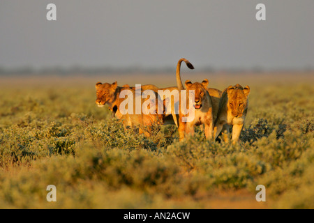 eine Packung von Löwin vor der Jagd Panthera Leo Etosha Nationalpark Namibia Afrika Stockfoto