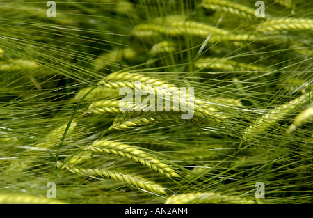 Nahaufnahme der Ohren von Gerste (Hordeum Vulgare). Stockfoto