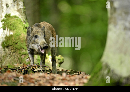 Fütterung der jungen Wildschwein Sus Scrofa im Wald Nationalpark Bayerischer Wald Bayern Deutschland Stockfoto