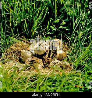 Juvenile Nest Fasan Phasianus Colchicus (allgemein) Fasan Stockfoto