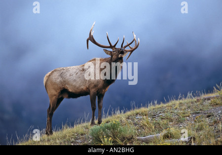 Wapiti Hirsch Cervus Elaphus Nelsoni Elch Yellowstone NP Wyoming USA Stockfoto