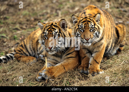 Sumtratiger Sumatra-Tiger Cubs Junge Panthera Tigris Sumatrae Zoo Stockfoto