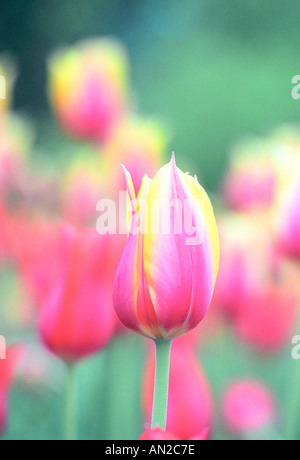Tulpen Stockfoto
