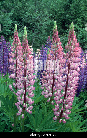 unten Lupine, n-leaved Lupine, Garten Lupine (Lupinus Polyphyllus), Blütenstände in verschiedenen Farben, Norwegen, Nordfjord Stockfoto