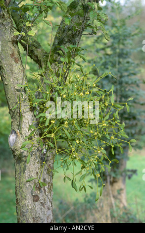 Mistel (Viscum Album Subspecies Album), Einzelpflanze, sitzt auf einem Apfelbaum, Deutschland Stockfoto