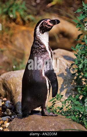 Humboldt-Pinguin Spheniscus humboldti Stockfoto