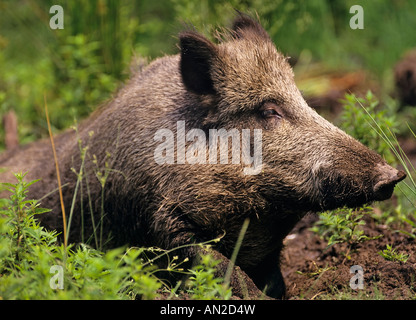 Wildschwein Bache in Suhle Sus Scrofa Wildschwein Europa weiblich Stockfoto
