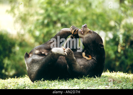 Malaien Bär Malaienbaer malaiische Sun Bear spielt Helarctos Malayanus Zoo Stockfoto