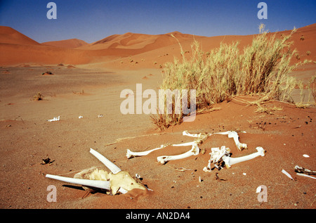 Knochen im Namib Naukluft Park Namib Wüste, Sossusvlei Namibia Stockfoto