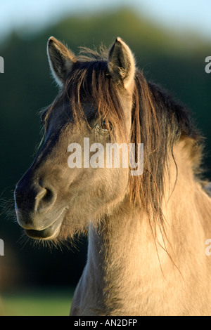 Wildpferd Dülmen Wildhorse Dülmen Deutschland Stockfoto