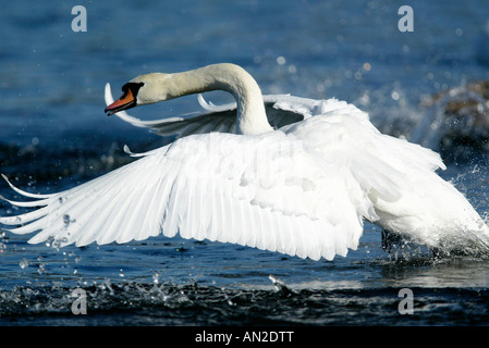 Hoeckerschwan Höckerschwan Cygnus Olor Europa Europa Stockfoto