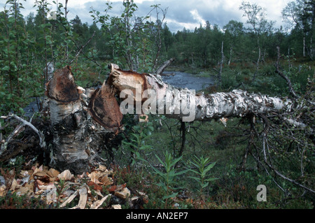 Eurasische Biber, europäische Biber (Castor Fiber), Biber Schnitt einen Baum, Schweden Stockfoto