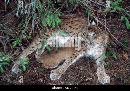 Eurasischer Luchs (Lynx Lynx), Spanferkel, Schweden Stockfoto