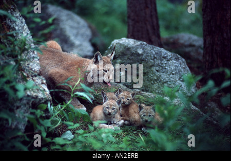 Eurasischer Luchs (Lynx Lynx), Mutter mit vier Jungtiere, Schweden Stockfoto