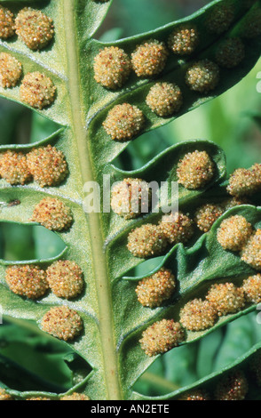 gemeinsamen Maisöl (Polypodium Vulgare), Sori, Deutschland Stockfoto