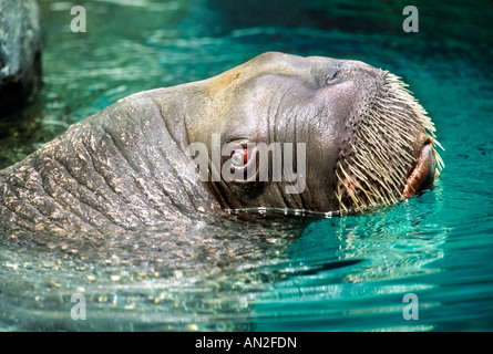 Walrus Walross Zoo tierpark Stockfoto