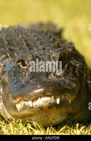 Amerikanischer Alligator Missisippi Alligator Alligator Mississippiensis Everglades USA Stockfoto