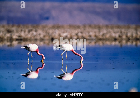 Anden Flamingos in der Laguna Chaxa Phoenicopterus Andinus Salar de Atacama Nordchile Stockfoto