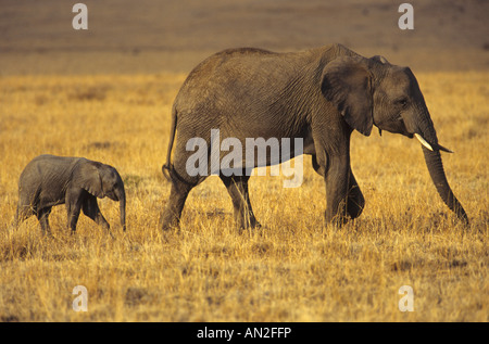 Afrikanischer Elefant Elefant Loxodonta Africana Masai Mara Kenia Mit Jungen mit Cub Afrika Stockfoto