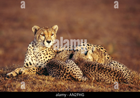 Gepard Cheetah Acinoynx Jubatus Masai Mara Kenia Afrika Stockfoto