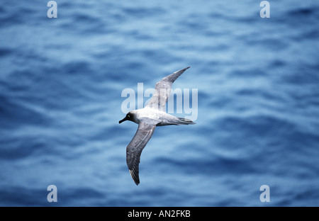rußiger Albatros (Phoebetria Fusca), fliegen, Antarktis Stockfoto