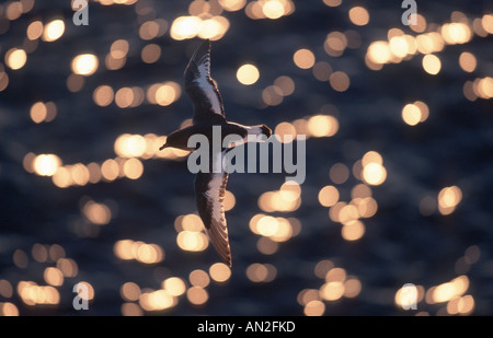 weißen geflügelten Petrel (Pterodroma Leucoptera), fliegen, Antarktis Stockfoto