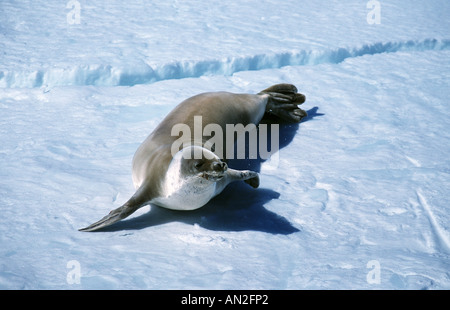 Krabbenfresserrobbe (Lobodon Carcinophagus), auf dem Eis der Antarktis zu versiegeln Stockfoto