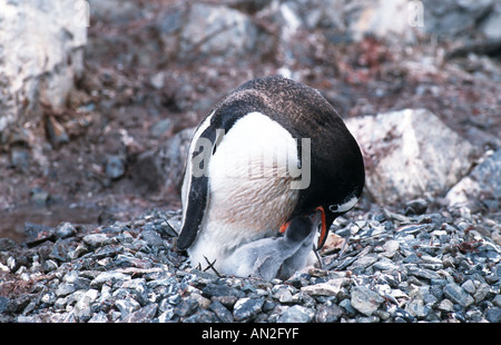 Gentoo Penguin (Pygoscelis Papua), Erwachsenen jungen, Antarktis füttert Stockfoto