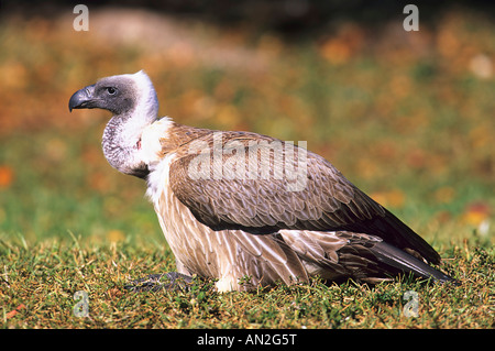 Weissrueckengeier afrikanische White backed Vulture abgeschottet Africanus Zoo Stockfoto