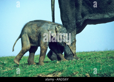 Indische Elefanten Baby Elephas Maximus Kaziranga NP Indien Indien Stockfoto