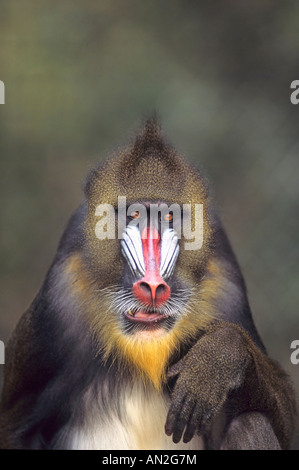 Mandrill männlichen Maennchen Papio Sphinx Zoo Stockfoto